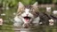 Placeholder: laughing cat in water with little flower