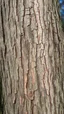 Placeholder: fill composition edge to edge with texture of bark from an elm tree