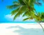 Placeholder: beach, hot, relaxed, colorful, shopping, warm, sand, palm, golf, island, blue, green, pink, happy, tan,