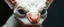 Placeholder: close up portrait with smooth grainy skin fine pores and real skin texture, clear transparent skin, wise eyes, hairy macho kobold disco albino limbo