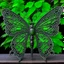 Placeholder: metal gothic green lacewing wings