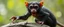 Placeholder: rat ape gremlin