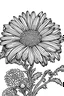 Placeholder: Pyrethrum flower coloring page