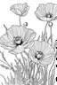 Placeholder: California poppy coloring page