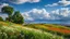 Placeholder: desktop wallpaper ,Turkey istanbul ,country side ,wild flowers,blue sky nice clouds,