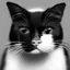 Placeholder: A black and white angry Cat, photorrealist