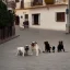 Placeholder: bulldog in spain with other dogs and no people on the street from an overseer point of view