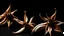 Placeholder: Three vanilla flowers with dried sticks in the air on a black background