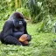 Placeholder: gorilla eating a pineapple