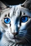 Placeholder: portray of a blue eyed cat