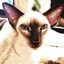 Placeholder: art by Boris Kostygov, intricate detailed Sphynx siamese cat with blue eyes