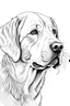 Placeholder: coloring image of Labrador Retriever white background