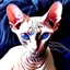 Placeholder: art by Boris Kostygov, intricate detailed Sphynx siamese cat with blue eyes