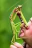 Placeholder: Giant praying mantis eating a human