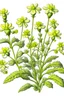 Placeholder: A detailed linear draw of an arabidopsis thaliana with flowers. Whole plant