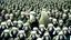 Placeholder: large crowd of soldiers all with sheep heads