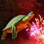 Placeholder: Turtle and Fireworks