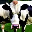 Placeholder: joe biden as a cow