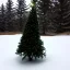 Placeholder: lonely christmas tree in alpine biome no snow