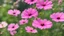 Placeholder: pink cosmos in the garden