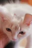 Placeholder: the cat's mother's attention to him in cleanliness by removing the hair of the head as if he was a Created small cat bald person with hair behind the head and ears and for hair from the right side of the head is long and covered with the rest of the baldness in the other direction This is the indicator that you find on a lot of bald men