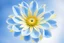 Placeholder: cosmic open flower light blu and white with yellow in the inside. the background is a light sky