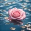 Placeholder: beautiful pink rose flower float on sunny blue surface water