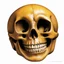 Placeholder: ANATOMICALLY CORRECT digital photograph of the SKULL OF A SMILEY FACE by davinci with fine line,