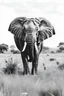 Placeholder: Black and white elephant standing in a grassland