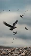 Placeholder: There are many birds in the sky, carrying stones in their feet and beaks