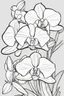 Placeholder: flowers coloring page for kids, orchid, cartoon style, thick outline, low details, no shading, no color