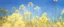 Placeholder: blue sky for top half, across Middle is canola flowers with canola stems branches and leaves below, realistic