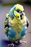 Placeholder: A very disfigured but weirdly cute budgie