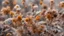 Placeholder: Close up of dry flowers in late autumn in the garden.