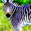 Placeholder: one sweet baby zebra