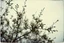 Placeholder: Melancholic, ultra-realistic vintage polaroid photograph of a blossoming branches of an apple tree, soft light of a cloudy sky, atmosphere of quiet sadness and timeless beauty, cinematic, hyper-detailed, emotional and mesmerizing
