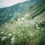 Placeholder: Dusty Miller foliage in the mountains, autochrome