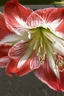 Placeholder: Amaryllis in bloom