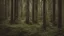 Placeholder: old growth forest