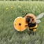 Placeholder: A Frisbee and a Frizz Bee.