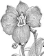 Placeholder: real massive Orchid flower coloring page