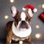 Placeholder: Portrait of a cute french bulldog with light brown fur celebrating new year and christmas