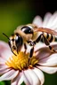 Placeholder: a six legged bee on a flower