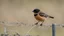 Placeholder: Stonechat, perched on the wire fence