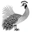 Placeholder: white, A peacock in flight, vector, white background, outline, with images neatly contained within the background, just black and white color, full body, no color. Front view.