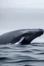 Placeholder: whale hz52