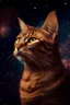 Placeholder: astral cat, cosmos, brown, galaxy, honesty