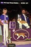 Placeholder: 1990 dog show realistic (film Color Mission 200::10) photo from old disposable camera with a cat body rabit head winning first prize, grainy photo