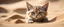 Placeholder: alien gremlin sand cat in burrow