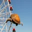 Placeholder: Turtle on Ferris Wheel